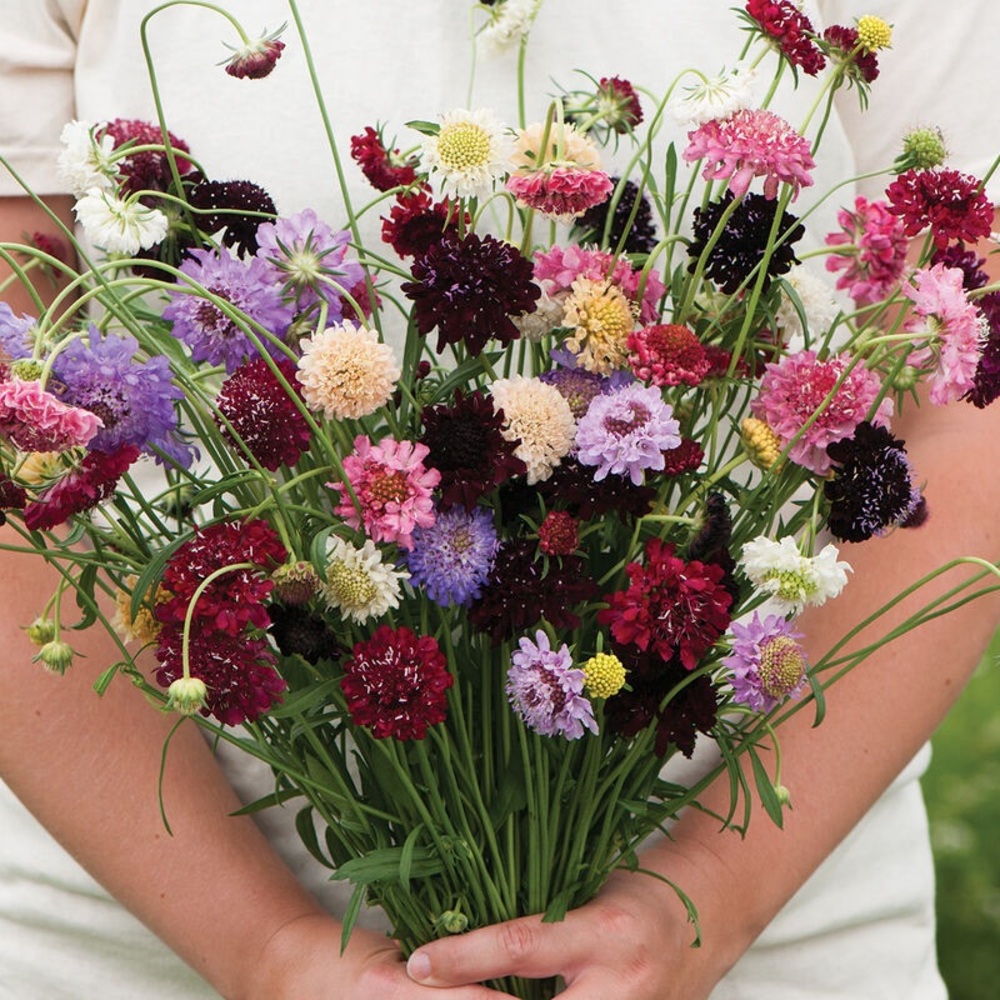 50% off, Pincushion Flower Seed Mix